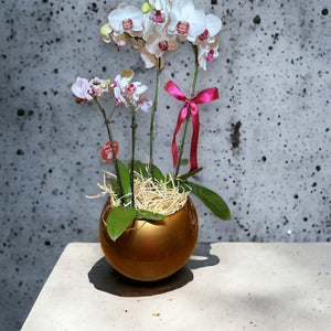 Dois Orquídea Phalaenopsis com vaso vedro