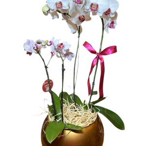 Dois Orquídea Phalaenopsis com vaso vedro