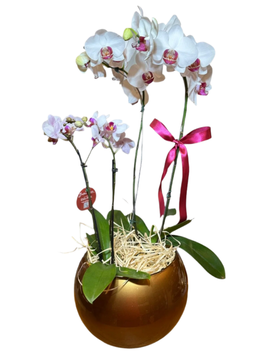 Dois Orquídea Phalaenopsis com vaso vedro