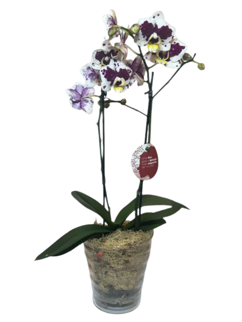 Mini Orquídea Phalaenopsis com vaso