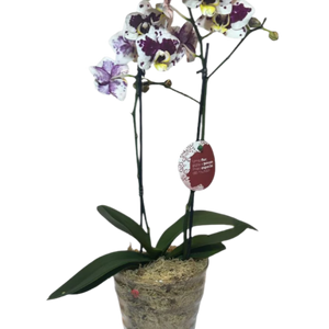 Mini Orquídea Phalaenopsis com vaso