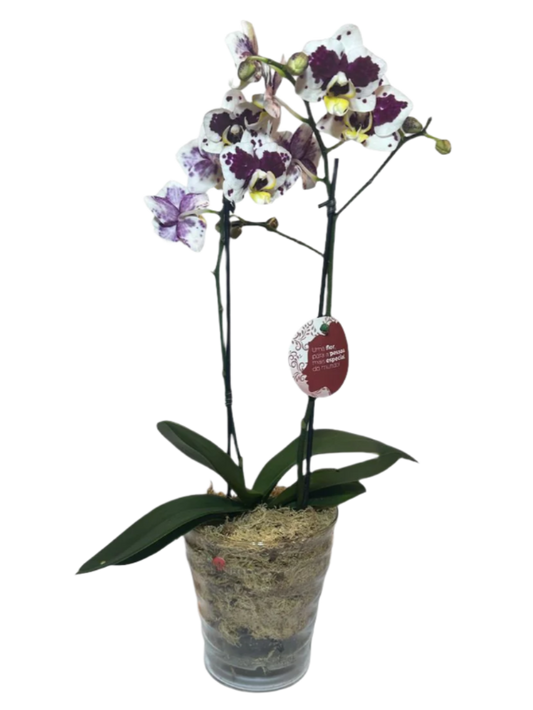 Mini Orquídea Phalaenopsis com vaso