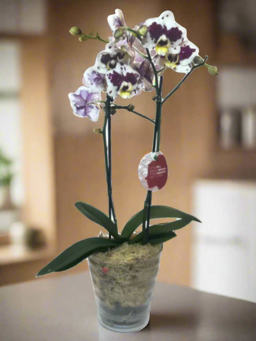 Mini Orquídea Phalaenopsis com vaso