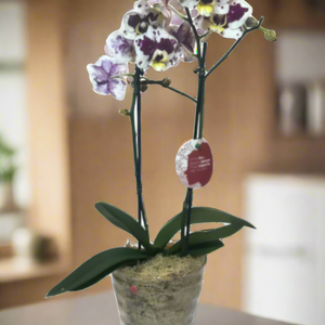 Mini Orquídea Phalaenopsis com vaso