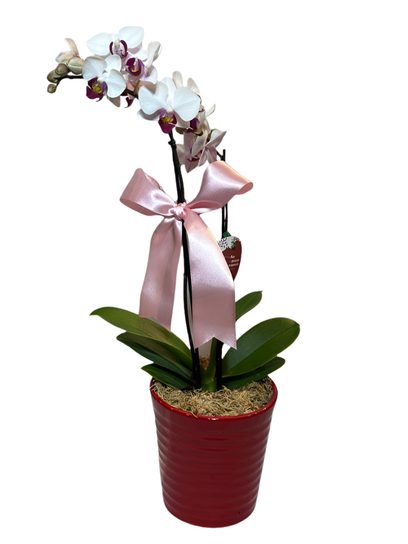 Mini Orquídea Phalaenopsis com vaso