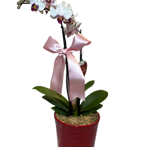 Mini Orquídea Phalaenopsis com vaso