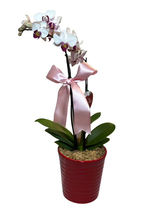 Mini Orquídea Phalaenopsis com vaso