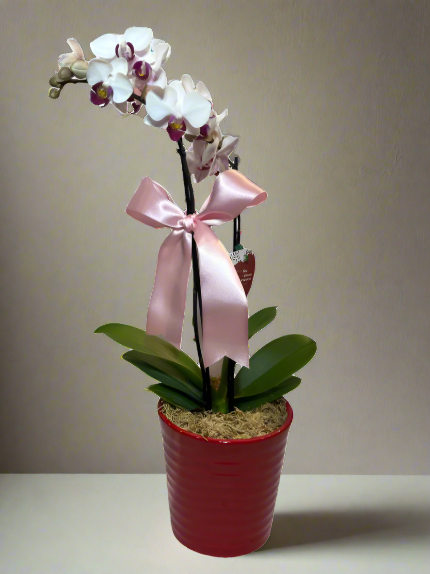 Mini Orquídea Phalaenopsis com vaso