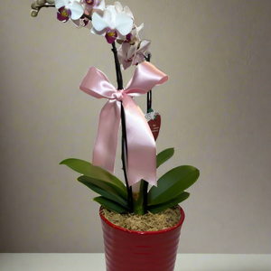 Mini Orquídea Phalaenopsis com vaso