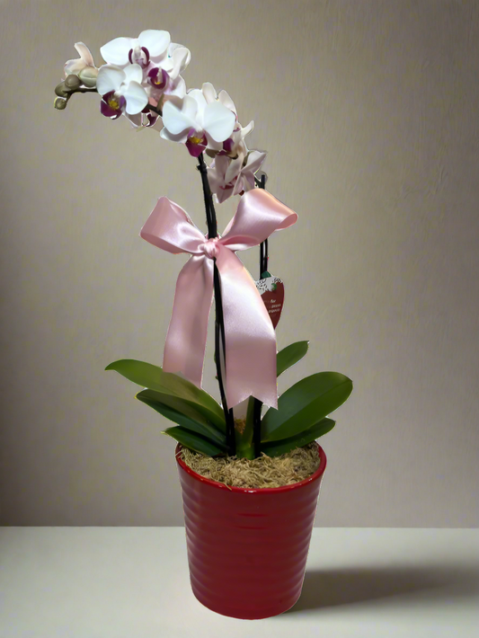 Mini Orquídea Phalaenopsis com vaso