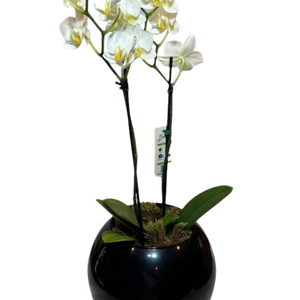 Cópia de Mini Orquídea Phalaenopsis com vaso