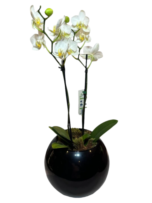 Cópia de Mini Orquídea Phalaenopsis com vaso