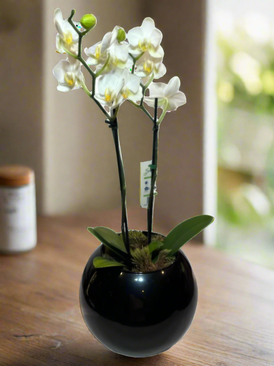 Cópia de Mini Orquídea Phalaenopsis com vaso