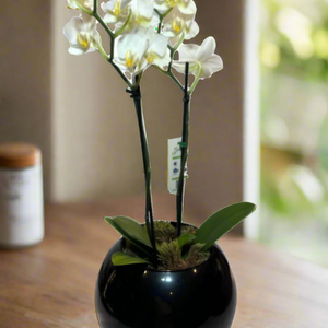 Cópia de Mini Orquídea Phalaenopsis com vaso