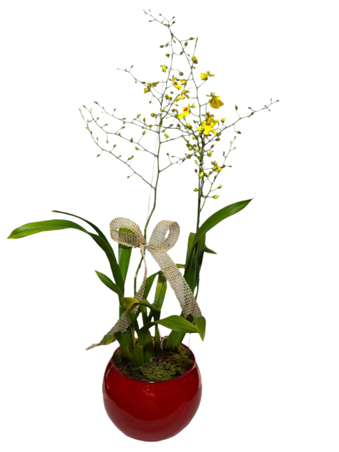 Orquídea Chuva de Ouro com vaso