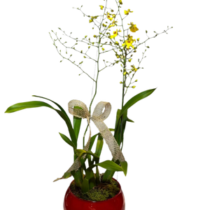 Orquídea Chuva de Ouro com vaso