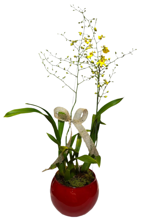 Orquídea Chuva de Ouro com vaso