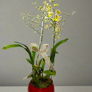 Orquídea Chuva de Ouro com vaso