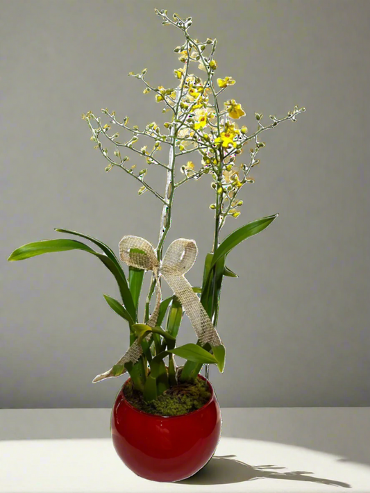 Orquídea Chuva de Ouro com vaso