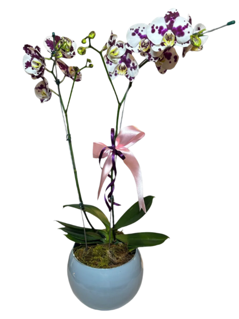 Orquídea Phalaenopsis Dalmata com vaso