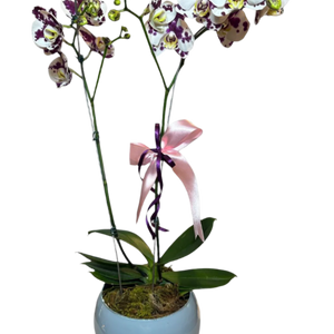 Orquídea Phalaenopsis Dalmata com vaso