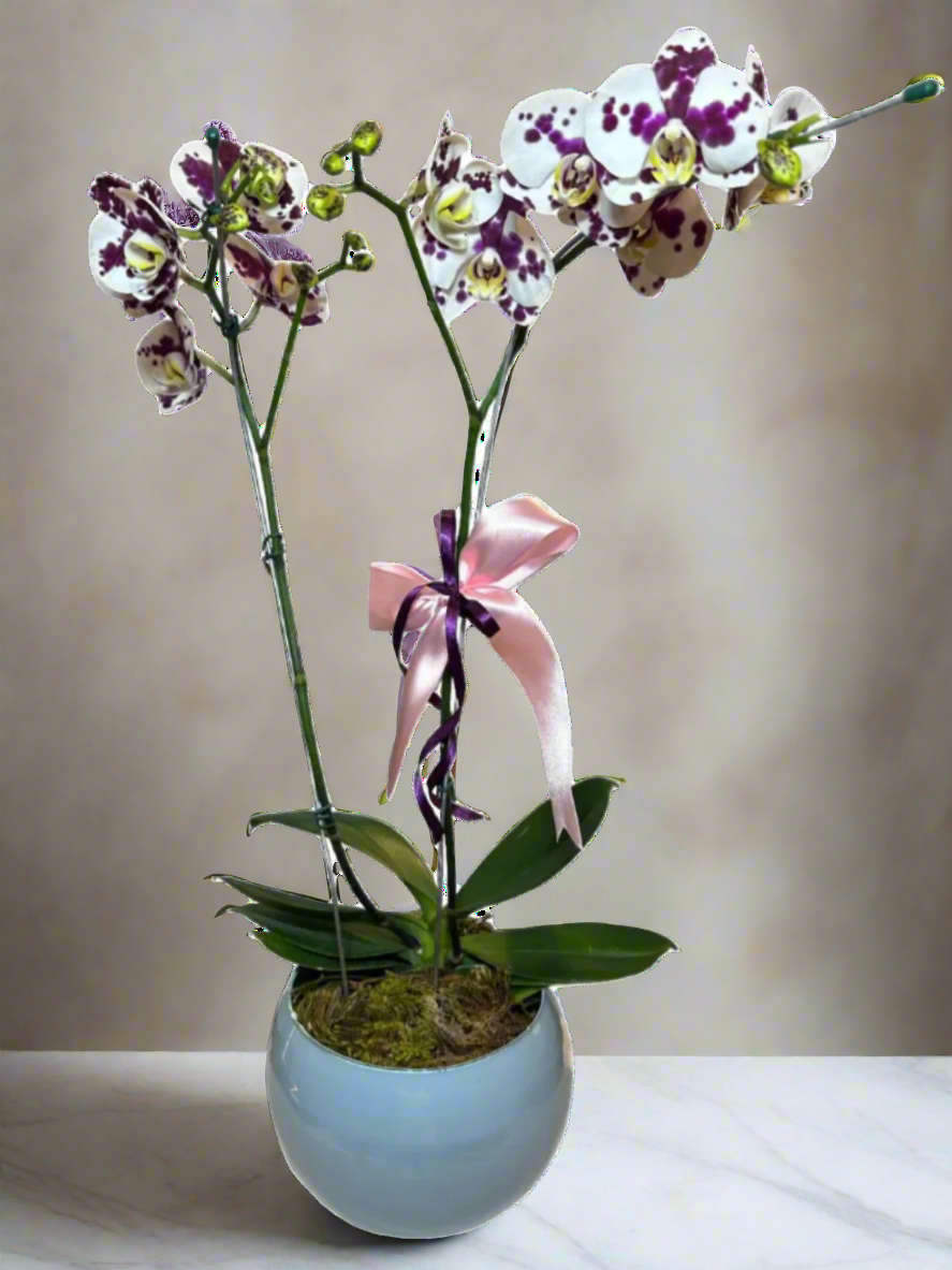 Orquídea Phalaenopsis Dalmata com vaso