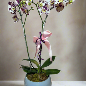 Orquídea Phalaenopsis Dalmata com vaso