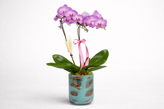 Orquídea Phalaenopsis Rosa Elegante