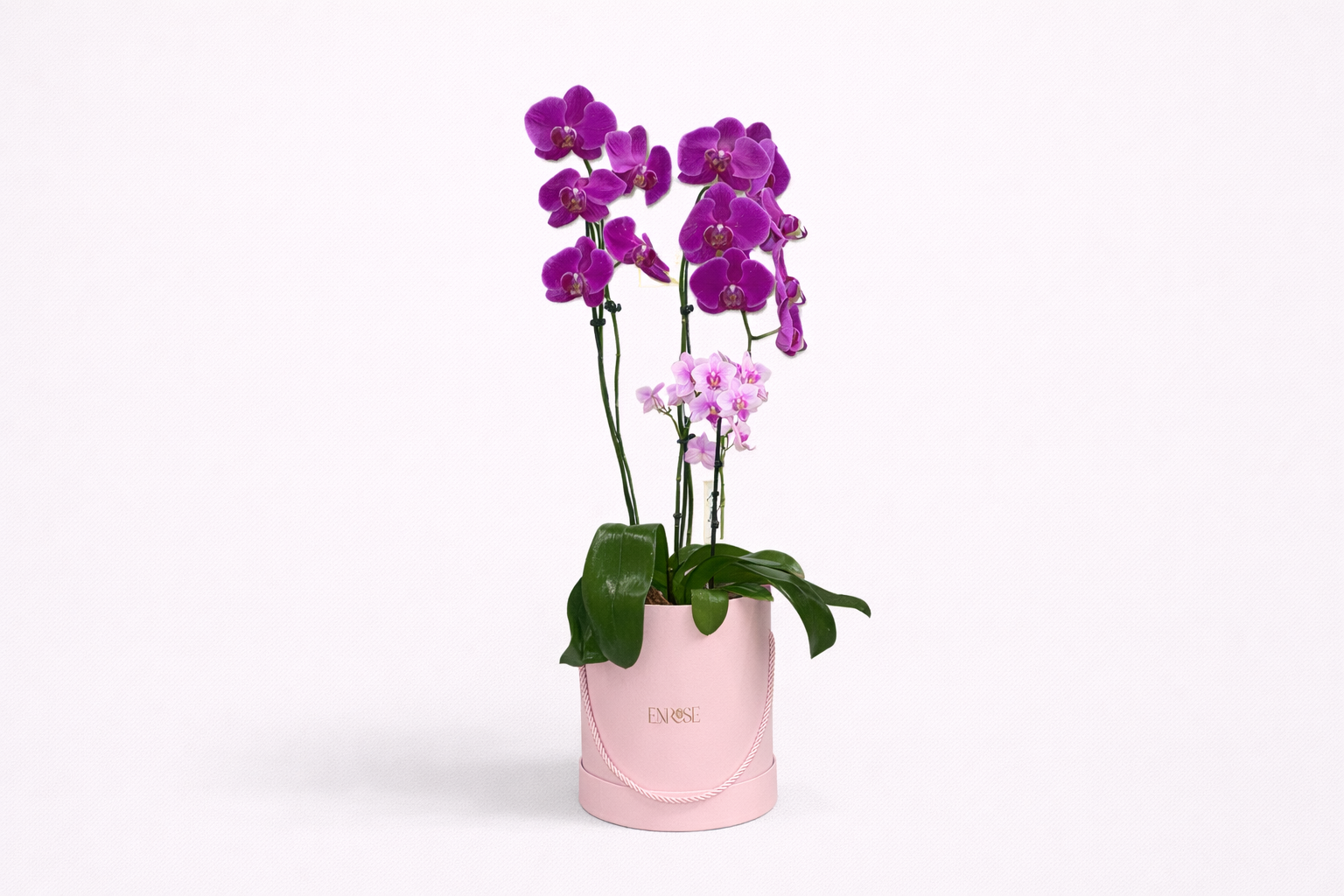 Arranjo com Orquídea Grande e Mini em Cor Especial na Caixa Rosa ...