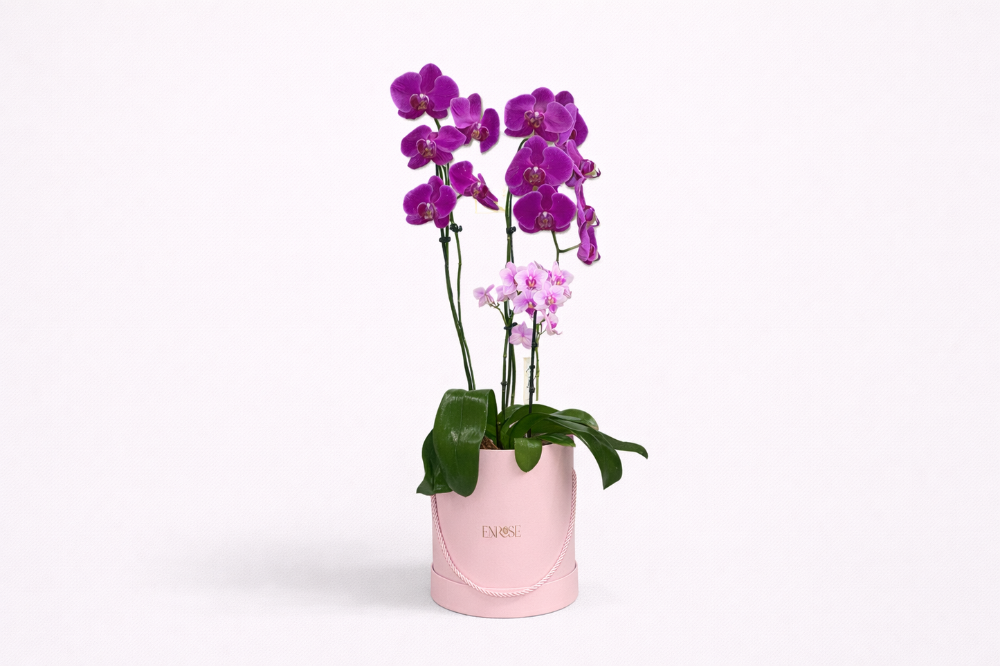 Arranjo com Orquídea Grande e Mini em Cor Especial na Caixa Rosa