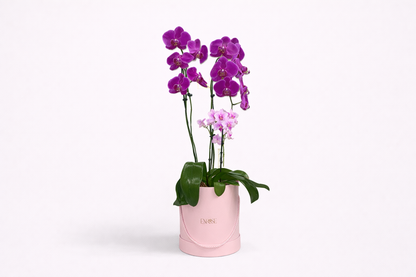 Arranjo com Orquídea Grande e Mini em Cor Especial na Caixa Rosa
