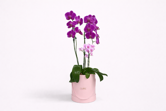 Arrangement with Large and Mini Orchid in Special Color in Pink Box
