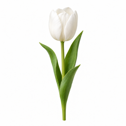 Tulipa Extra