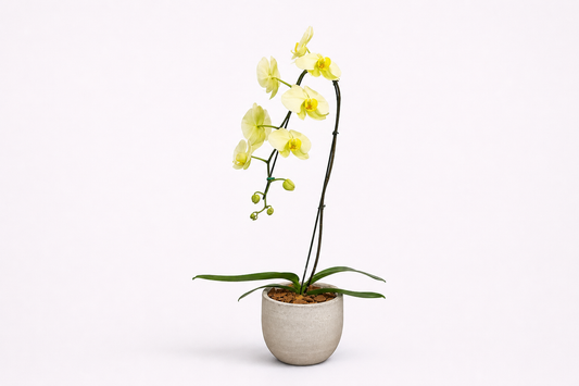 Orquídea Elegante em Vaso Premium