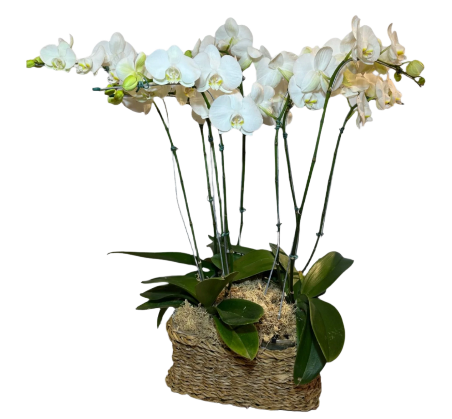 three vases with Phalaenopsis orchids