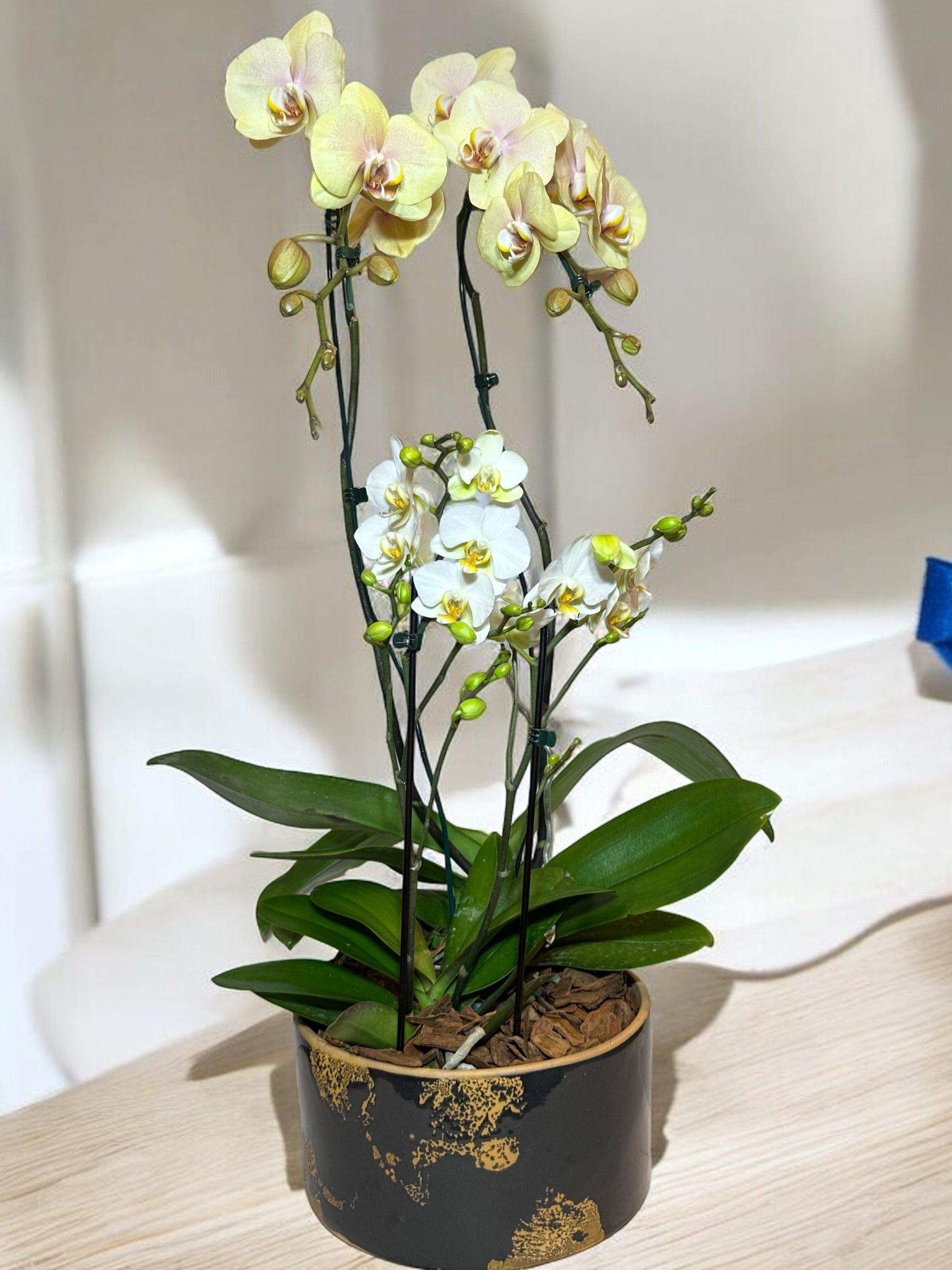 Orquídea Elegante em Vaso de Cerâmica Decorativa