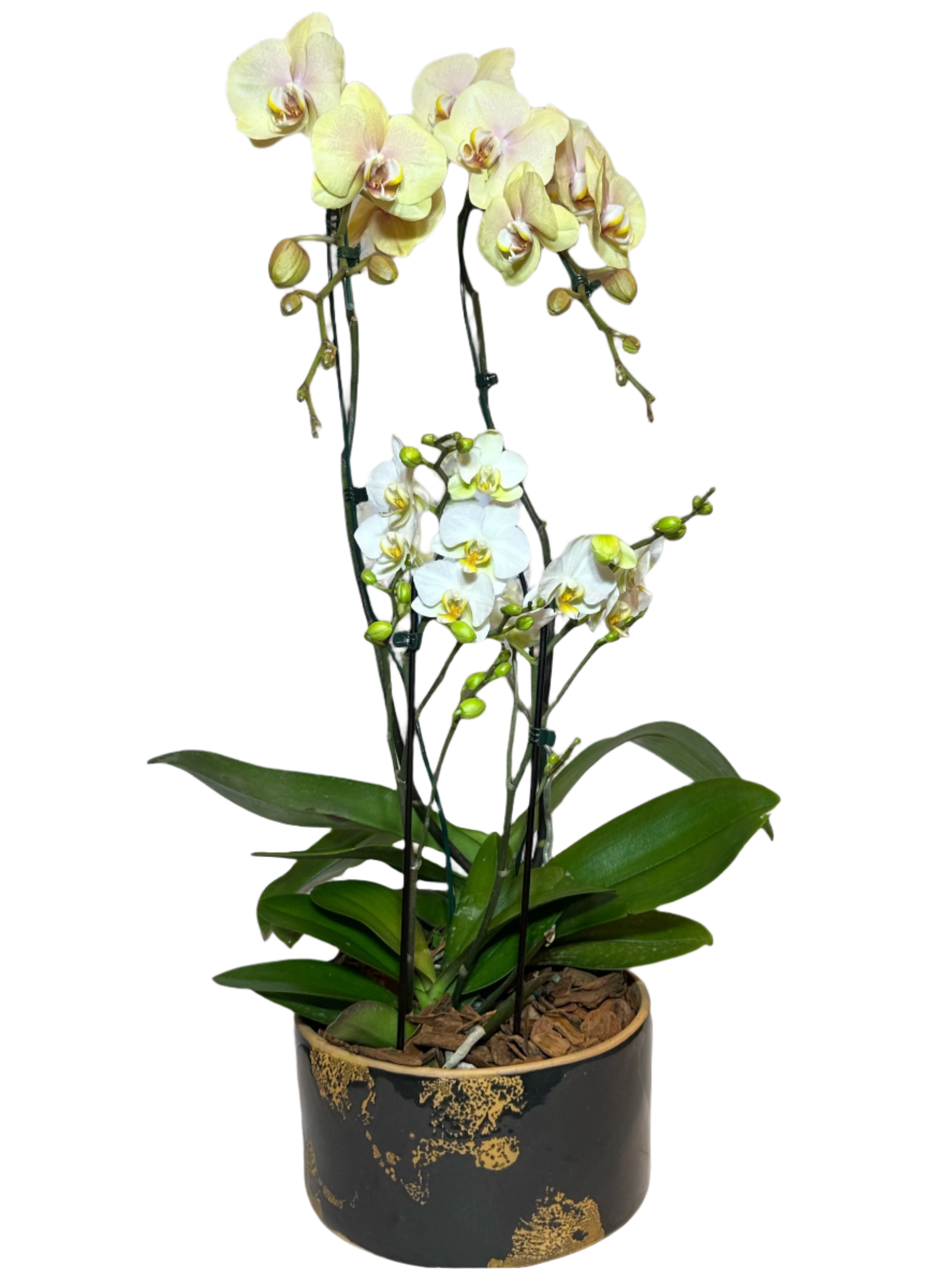 Orquídea Elegante em Vaso de Cerâmica Decorativa