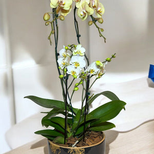 Orquídea Elegante em Vaso de Cerâmica Decorativa