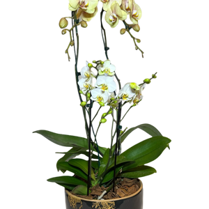 Orquídea Elegante em Vaso de Cerâmica Decorativa