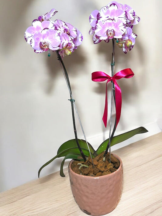 Orquídea Exótica em Vaso de Cerâmica