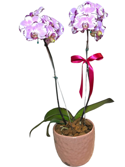 Orquídea Exótica em Vaso de Cerâmica