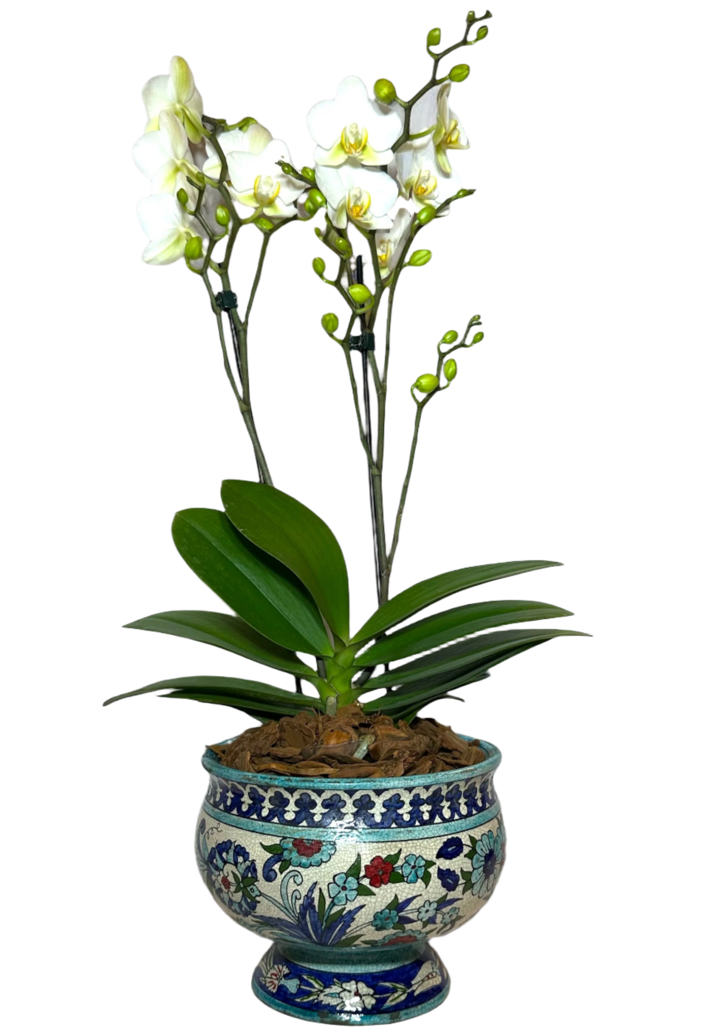 Royal Orchid in Antique Damascene Vase