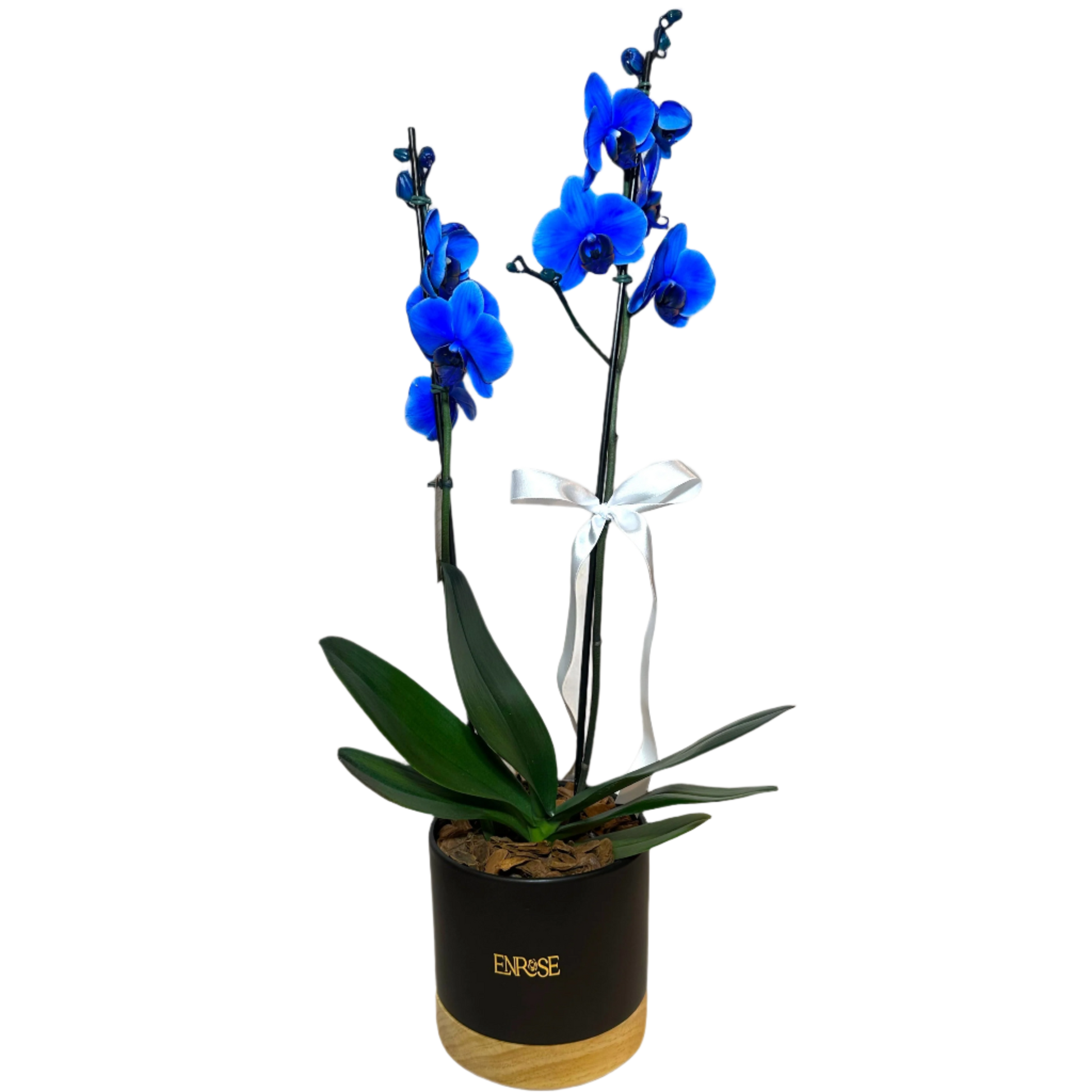 Orquídea Azul em Vaso Moderno