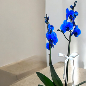 Orquídea Azul em Vaso Moderno