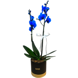 Orquídea Azul em Vaso Moderno