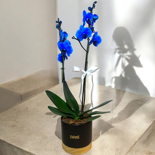 Orquídea Azul em Vaso Moderno