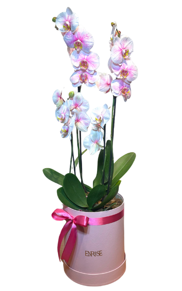 Arrangement with Large and Mini Orchid in Special Color in Pink Box