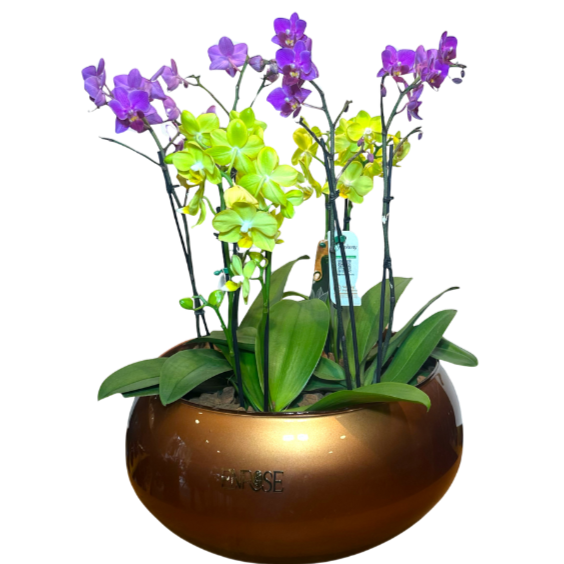 Arranjo Exclusivo com Quatro Orquídeas Mini em Vaso Luxuoso