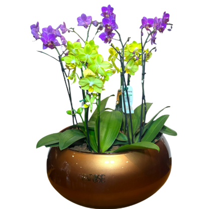 Arranjo Exclusivo com Quatro Orquídeas Mini em Vaso Luxuoso