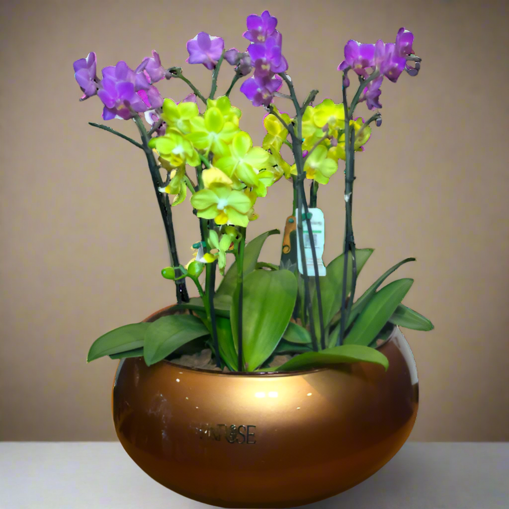 Arranjo Exclusivo com Quatro Orquídeas Mini em Vaso Luxuoso